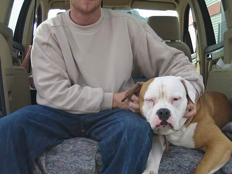 Amerikansk bulldog Bailey - Man bliver træt af alt den nusning billede 13