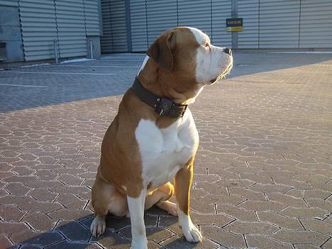 Amerikansk bulldog Bailey - marts 2006 billede 14
