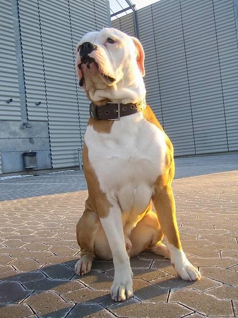 Amerikansk bulldog Bailey - Flotte fyr. Marts 2006 billede 15