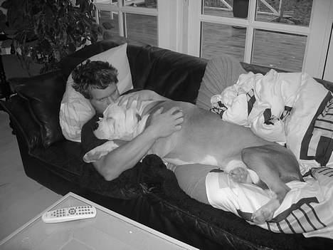 Amerikansk bulldog Bailey - Her tager jeg lige en lur med far i sofaen i sommerhuset billede 16