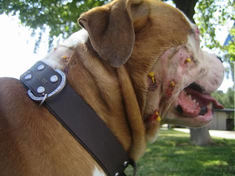 Amerikansk bulldog Bailey - Er lige kommet ud fra hospitalet der havde jeg sovet en nat efter at være blevet angrebet af en Amstaff. AVS billede 17