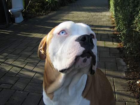 Amerikansk bulldog Bailey - Se mit blå øje billede 18