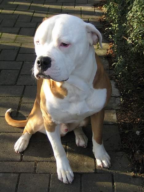 Amerikansk bulldog Bailey - Her vogter jeg i min indkørsel til mit gamle hus billede 19