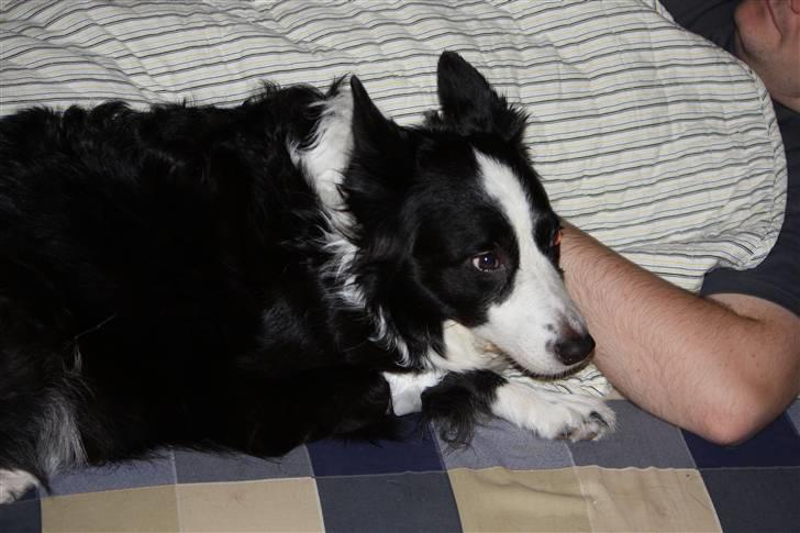 Border collie Daisy - 13 år - Putter hos far træt efter narkose.  billede 11