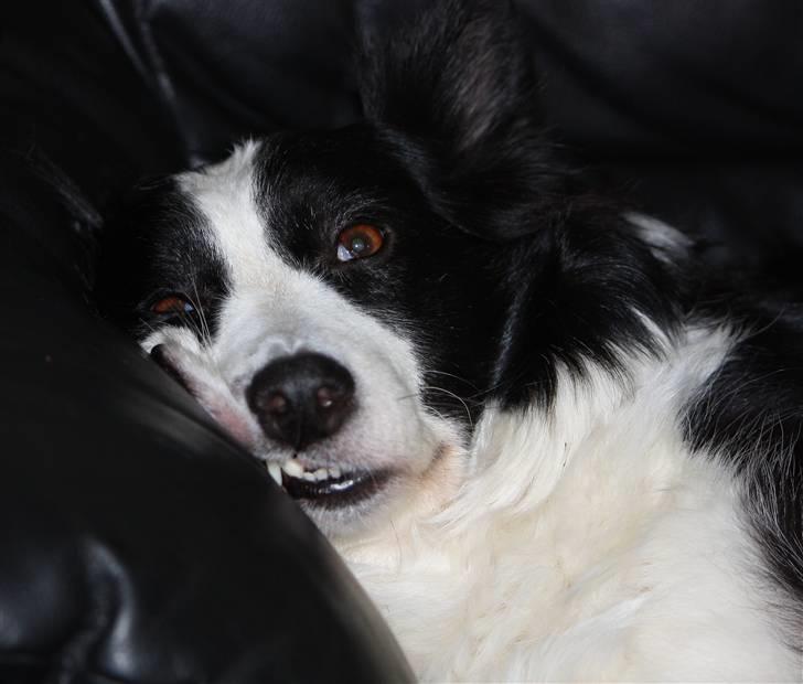 Border collie Daisy - 13 år billede 12