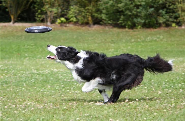 Border collie Daisy - 13 år - Tilmeldte mig en konkurrence ved vi med hund med dette billede og var blandt de 6 vindere af en stor legetøjspakke til en værdi af 500 kr :o) billede 13