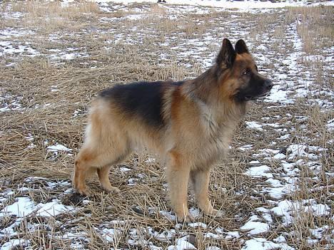 Schæferhund Lille Noller Mad Max - Hvad laver morfar? 2. marts 2006 billede 11