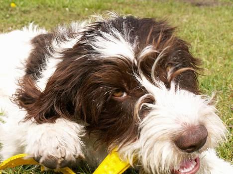 Blanding af racer Sussi - hvad...? jeg har da fået lov til at spise den...? billede 5