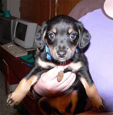 Blanding af racer Mokka billede 6