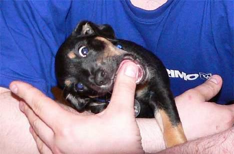 Blanding af racer Mokka billede 7