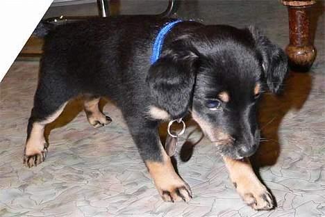 Blanding af racer Mokka billede 8