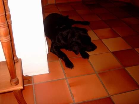 Labrador retriever sandie billede 6