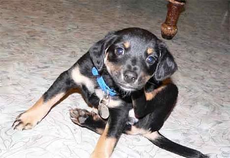 Blanding af racer Mokka billede 9