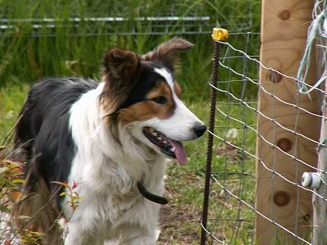 Border collie Dina - Her står hun og holder øje med hestene.. billede 4