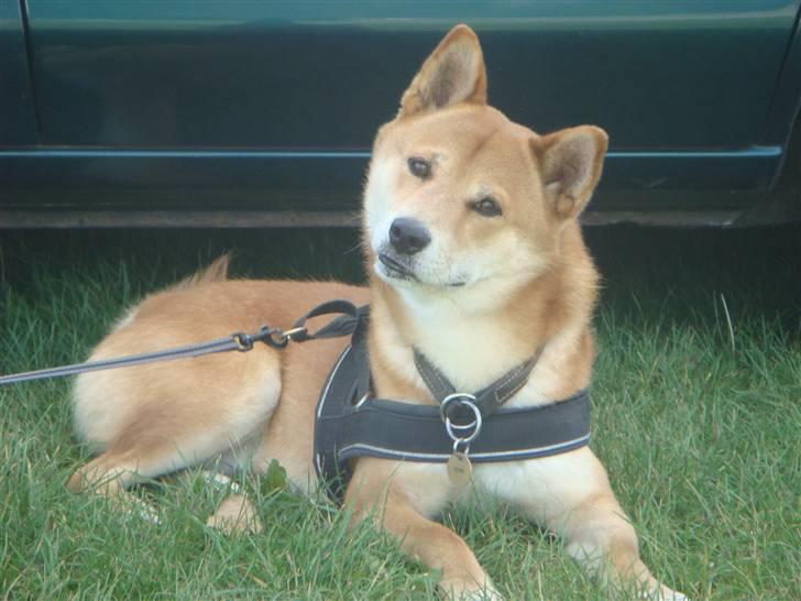 Shiba Cosmo 3/6- 2000 - 15/8- 2016 billede 11