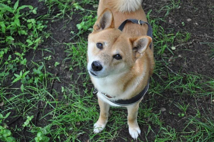 Shiba Cosmo 3/6- 2000 - 15/8- 2016 billede 12