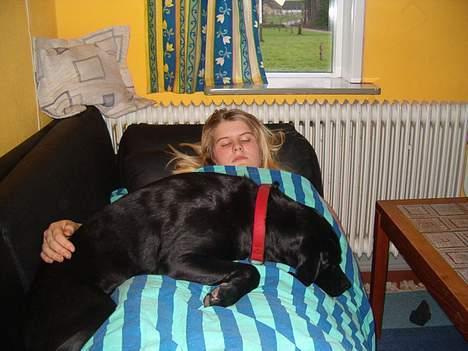 Labrador retriever           (formel1)Vikki  - mig og vikke efter jeg blev opret for benæder i øret, hun passer på mig billede 15