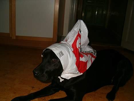 Labrador retriever           (formel1)Vikki  - min vikke, det foto har jeg også på min skole mappe billede 16