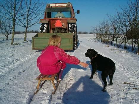 Labrador retriever           (formel1)Vikki  - mig og min lille søster. jeg sidder bag ved på en klæd.  billede 17