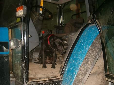 Labrador retriever           (formel1)Vikki  - min lille hund den er selv hoppe op i traktoren(new holland 8340) (der er ca lidt under en meter)  billede 19