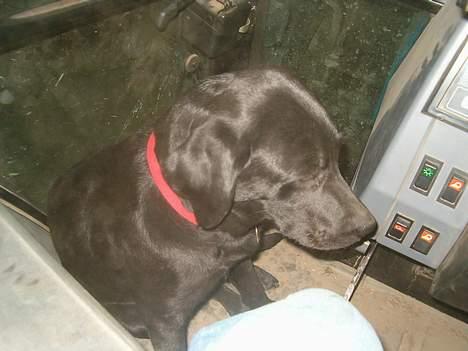 Labrador retriever           (formel1)Vikki  - min hund i tarktoren....... (new hallond 8340) billede 20