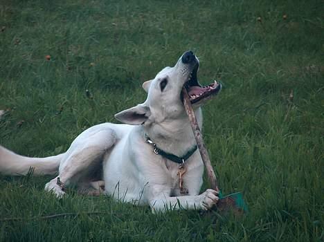 Hvid Schweizisk Hyrdehund paw billede 9