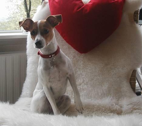 Dansk svensk gaardhund Susi - kigger lige efter mor.. tænk nu hvis hun ser mig.. :o) billede 1