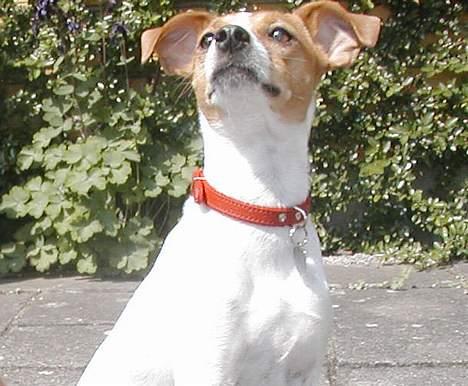 Dansk svensk gaardhund Susi - Se fuglen ... ha ´den skal nok få den en anden dag :-) billede 2