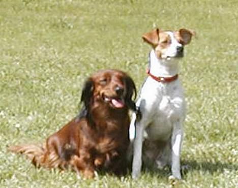 Dansk svensk gaardhund Susi - We run and we play together. Bad Girls FOR LIFE billede 3