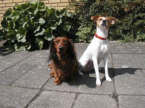 Dansk svensk gaardhund Susi - Yo homies. Hows it hangin billede 4