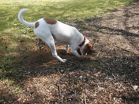 Dansk svensk gaardhund Susi - Her er jeg lige i gang med at anlægge en ny køkkenhave.. smart ik?? :-)  billede 5