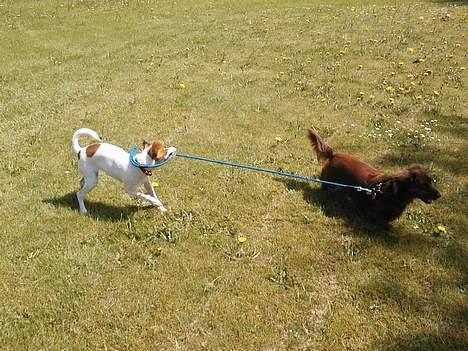 Dansk svensk gaardhund Susi - nej nej sally vi skal den her vej.. c´´,) billede 6