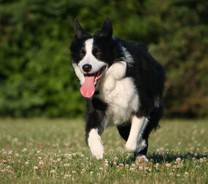 Border collie Daisy - 13 år billede 15