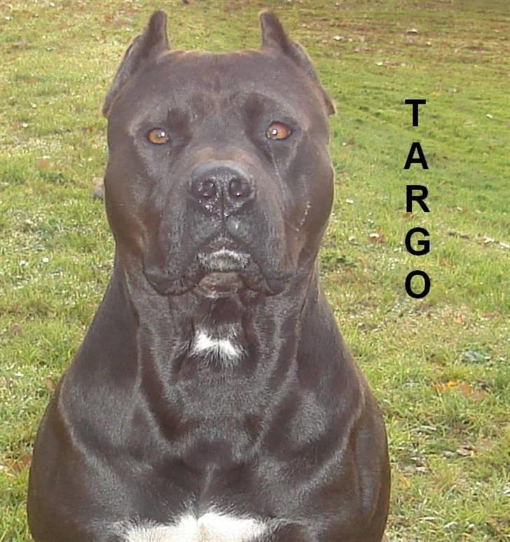 Amerikansk staffordshire terrier Targo  billede 4