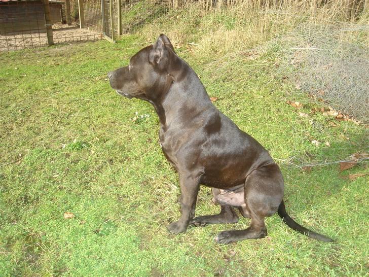 Amerikansk staffordshire terrier Targo  billede 5