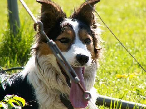 Border collie Dina - her ligger dina lige og slapper af, det er jo hårdt at løbe efter hestene.. billede 5