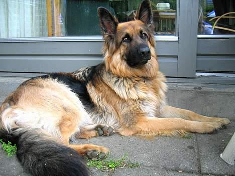 Schæferhund Cia - Cia d. 22/5-05  billede 6