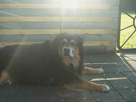 Blanding af racer Nicki  - Jah, et godt billed af mig, i solnedgangen.. :) billede 4