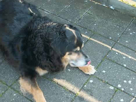 Blanding af racer Nicki  - Øjeblik.. næsen skal lige slikkes ren.. billede 5