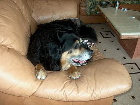 Blanding af racer Nicki  - Sanni, ikk lig nu, ser fjernsyn.. billede 6