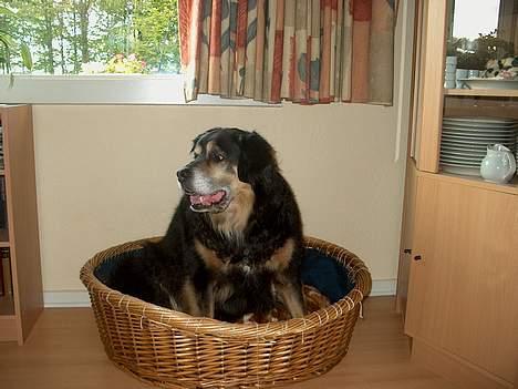 Blanding af racer Nicki  - Ser jeg ikk bare sød ud, her i min kurv?! billede 7