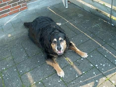 Blanding af racer Nicki  - Hehe ja ja, så heller ikk flere billeder idag.. billede 8