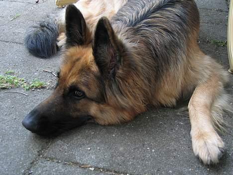 Schæferhund Cia - Cia d. 22/5-05 billede 7