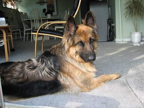 Schæferhund Cia - Cia d. 22/5-05 billede 8