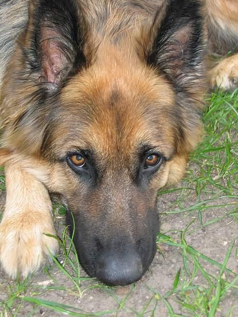 Schæferhund Cia - Cia d. 22/5-05 billede 9