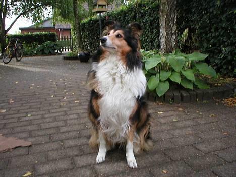 Collie langhåret Soffi R.I.P :´( - Soffi.. Rigtig fornem.. (: billede 1