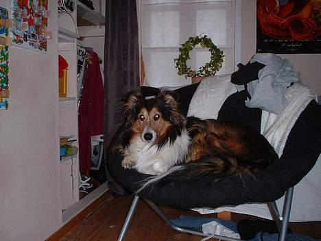 Collie langhåret Soffi R.I.P :´( - "Ligger lige i steffis stol, lækkert" billede 2