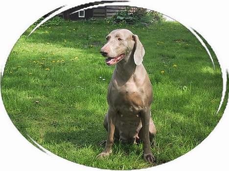 Weimaraner HOT SHOOT´S CHAOS HD-A - Min dejlige pige!!! billede 14