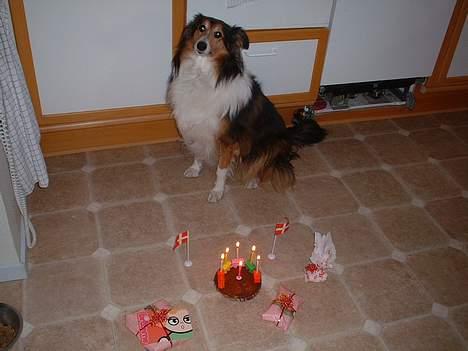 Collie langhåret Soffi R.I.P :´( - Hendes 6 års føs´dag.. billede 3