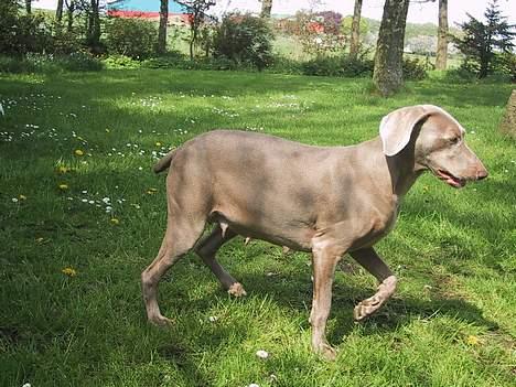 Weimaraner HOT SHOOT´S CHAOS HD-A - Hun kommer nemt rundt endnu billede 15